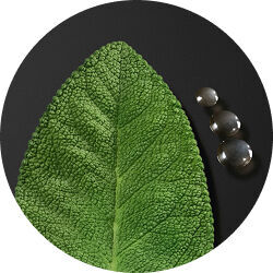 Green leaf and water droplets on black, symbolizing natural and aquatic elements in Armani scent.