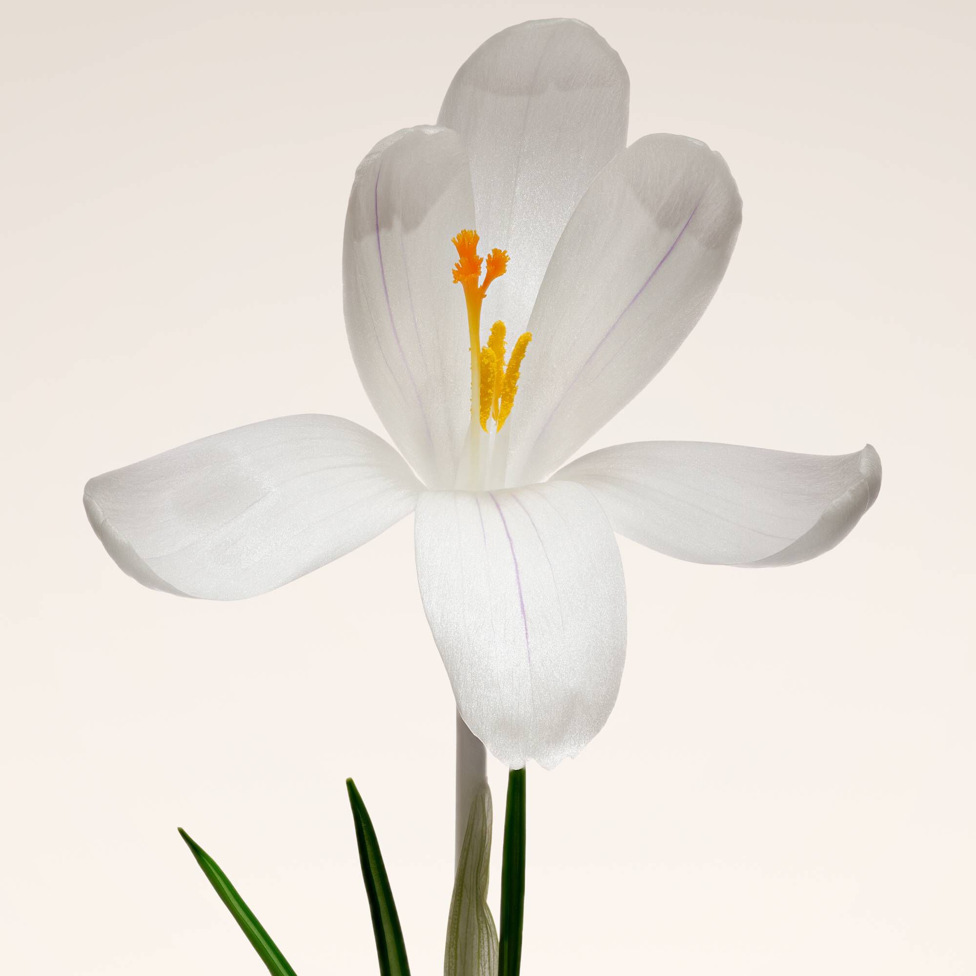 Saffron flower