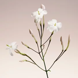 ARMANI/PRIVE BLANC KOGANE