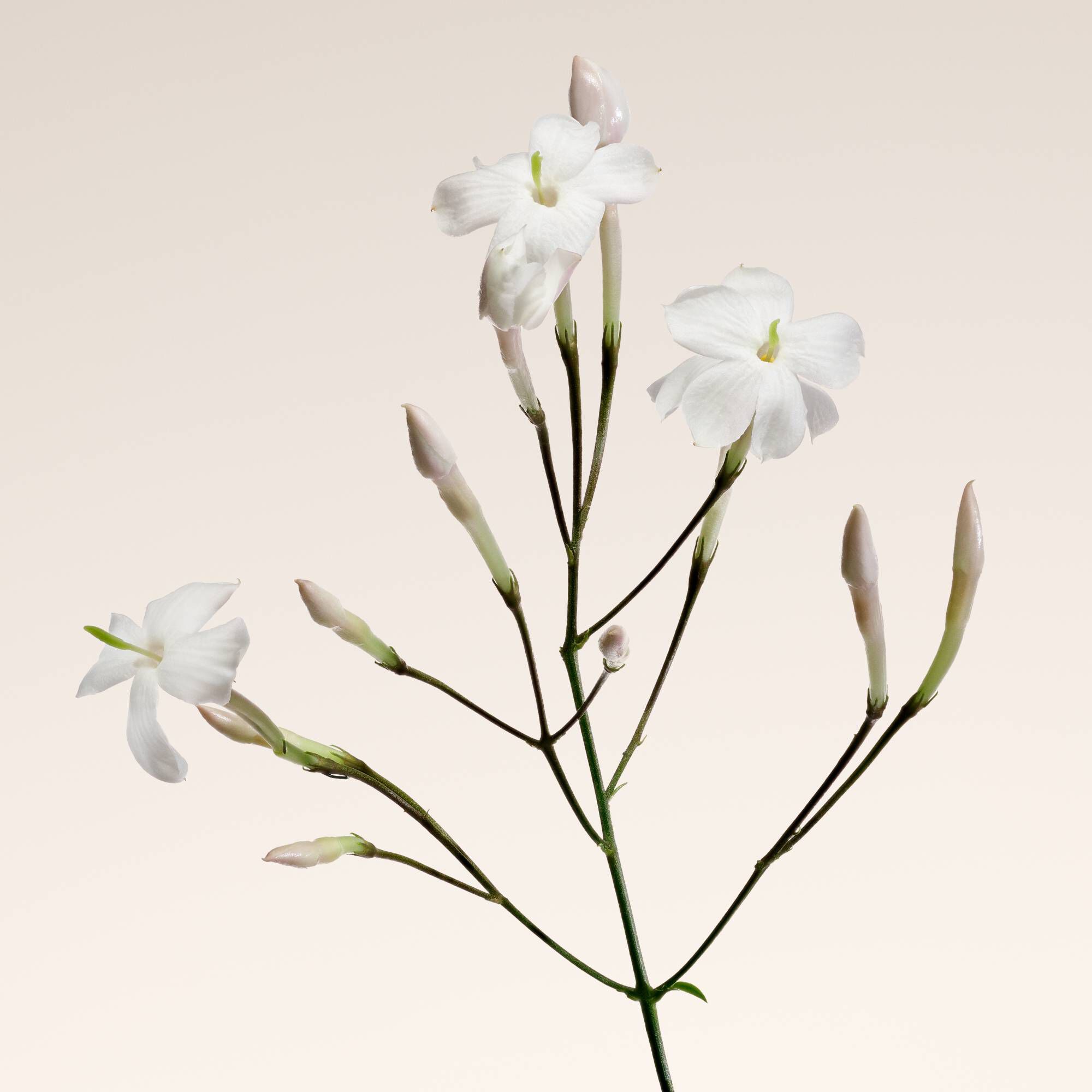Jasmine flower