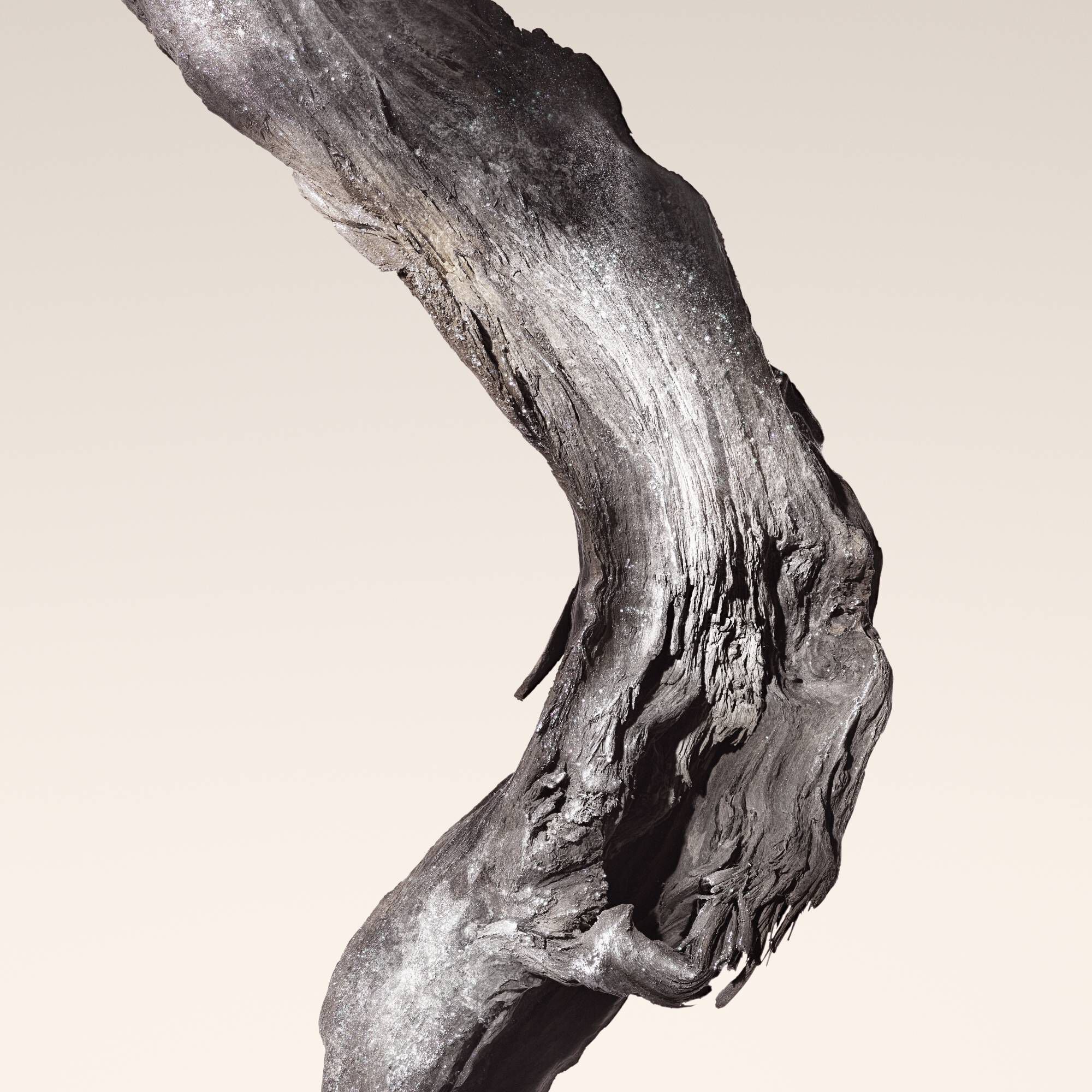 Close-up of a gnarled, dark, organic wood displaying main note